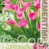 Zantedeschia Garnet Glow - RB