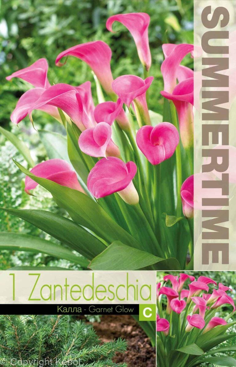 Zantedeschia Garnet Glow - RB