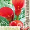 Zantedeschia Red Alert - RB