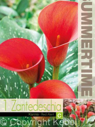 Zantedeschia Red Alert - RB