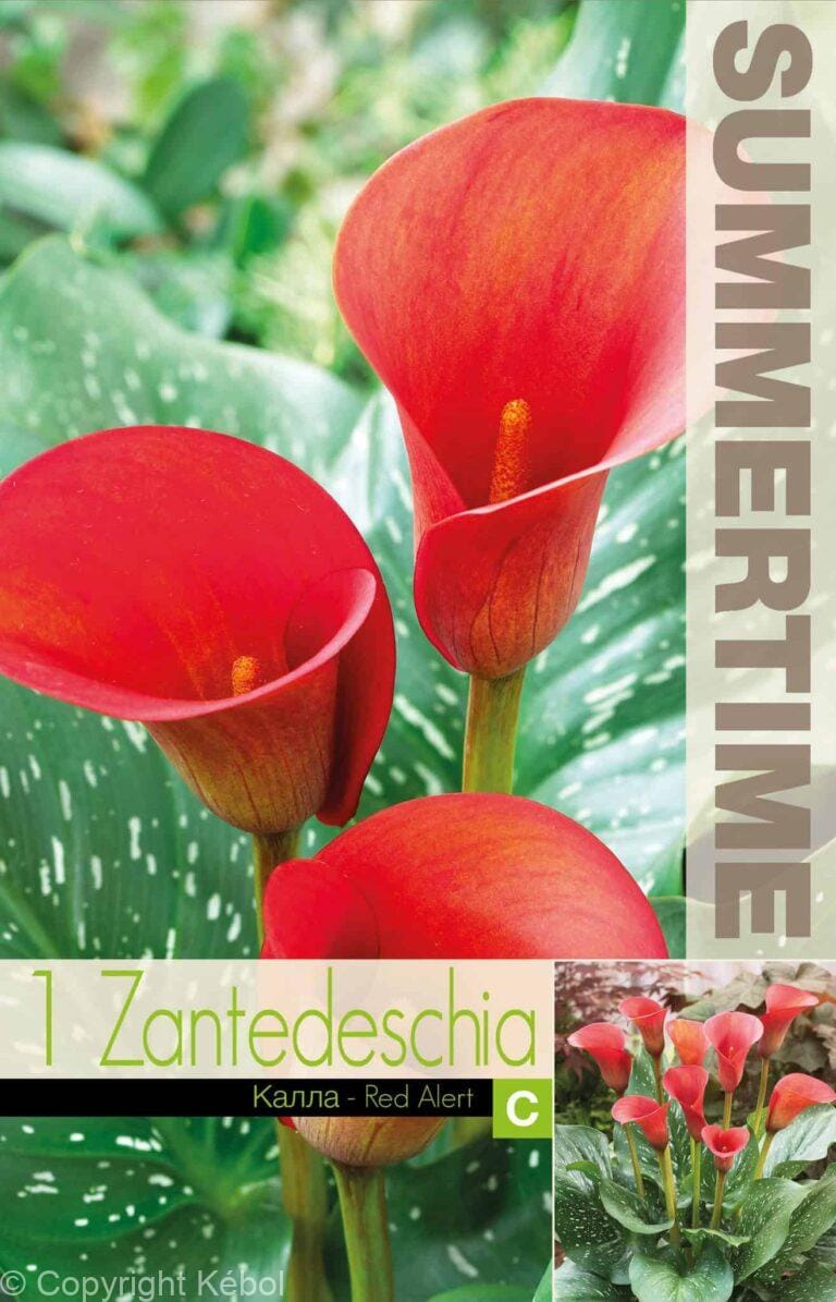 Zantedeschia Red Alert - RB