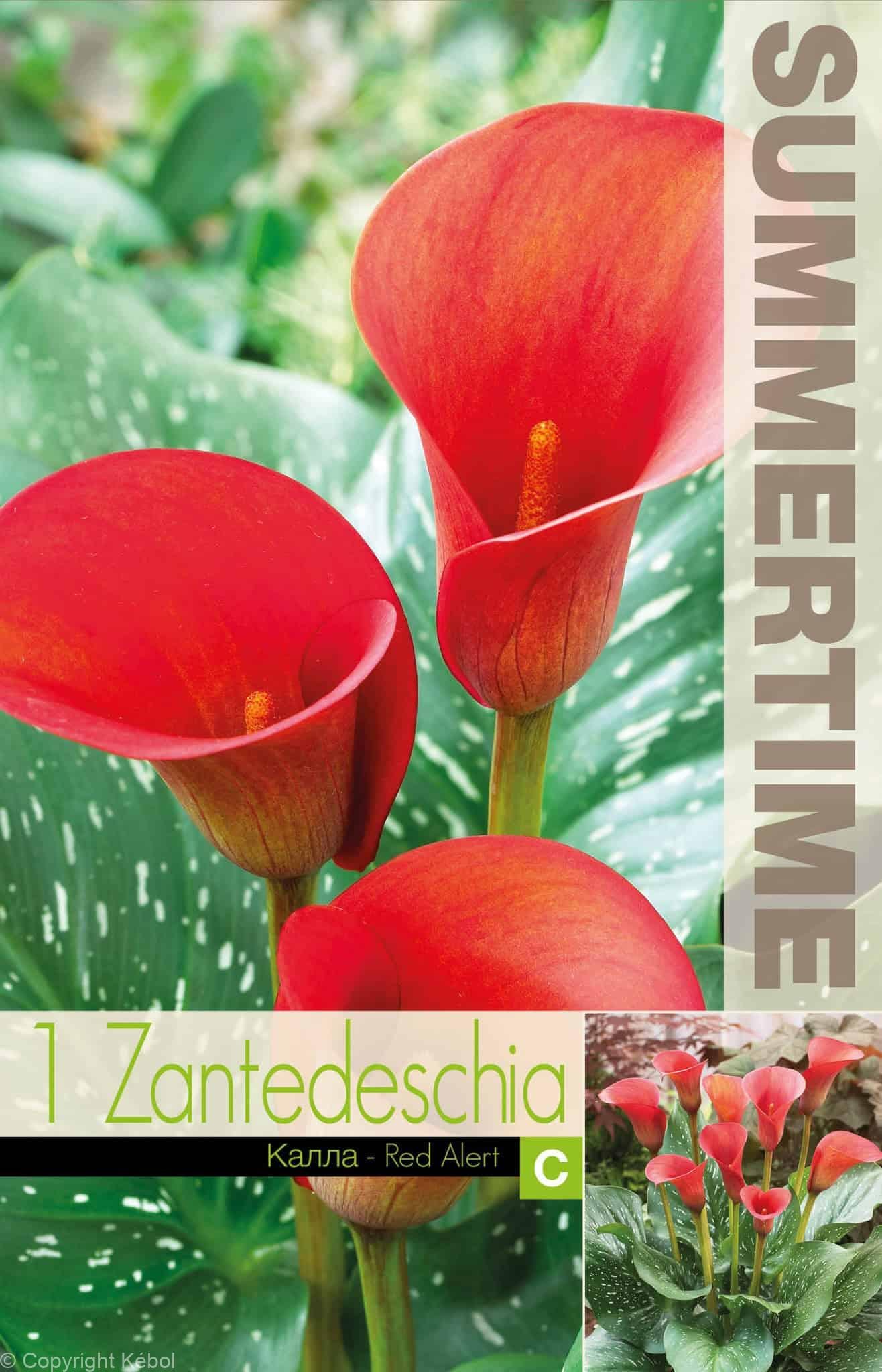 Zantedeschia Red Alert - RB