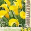 Zantedeschia Summersun - RB