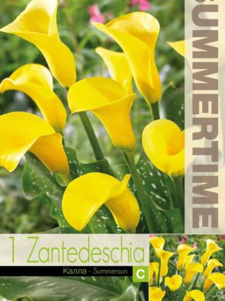 Zantedeschia Summersun - RB