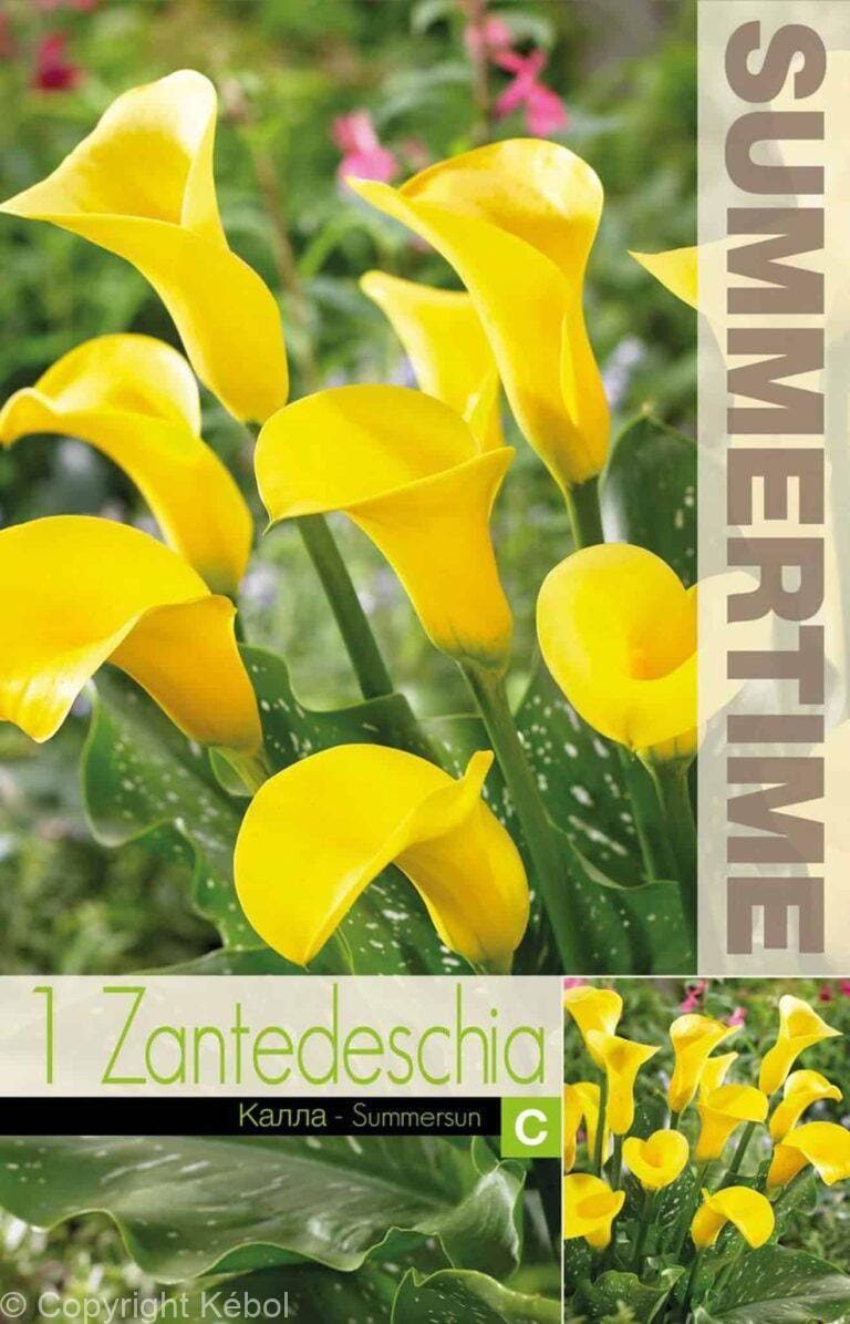 Zantedeschia Summersun - RB