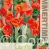 Canna Red President - RB