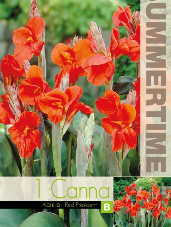 Canna Red President - RB
