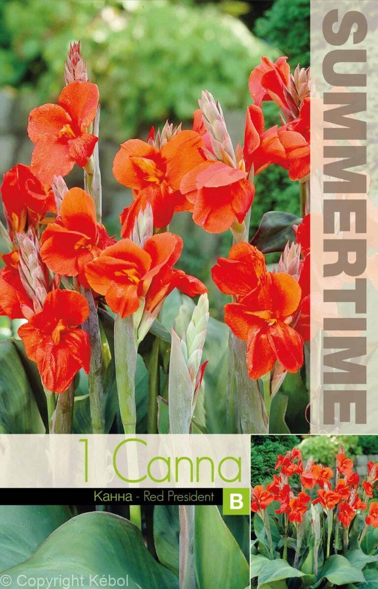 Canna Red President - RB