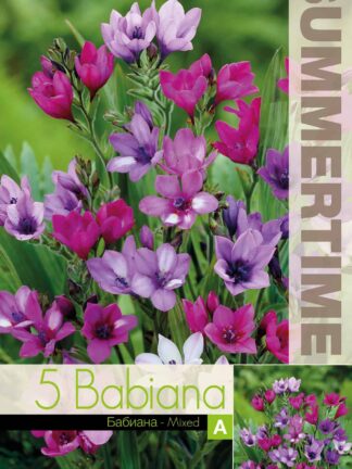 Babiana Stricta Mixed - RB