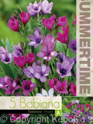 Babiana Stricta Mixed - RB