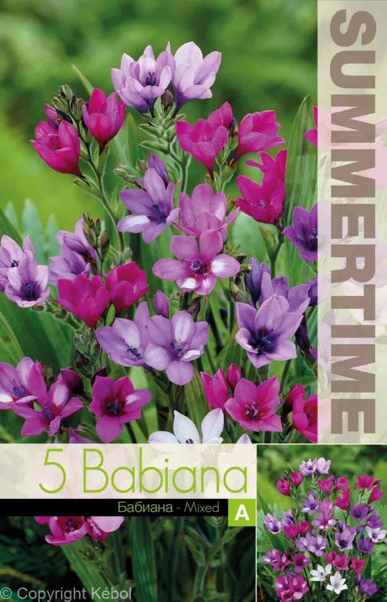 Babiana Stricta Mixed - RB