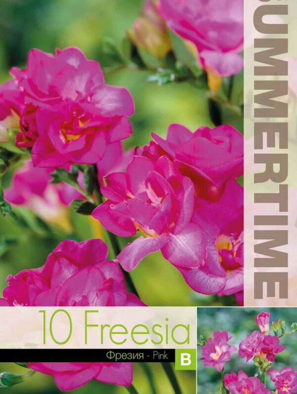 Freesia Double Pink - RB