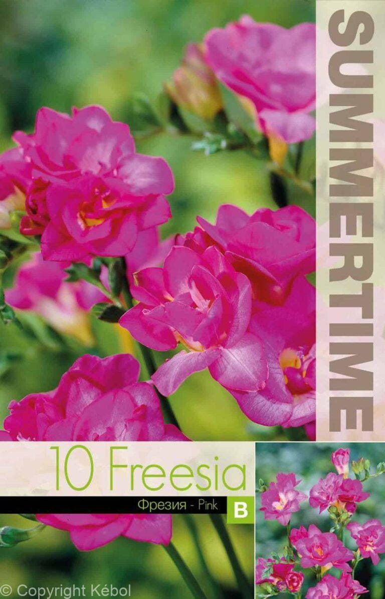 Freesia Double Pink - RB