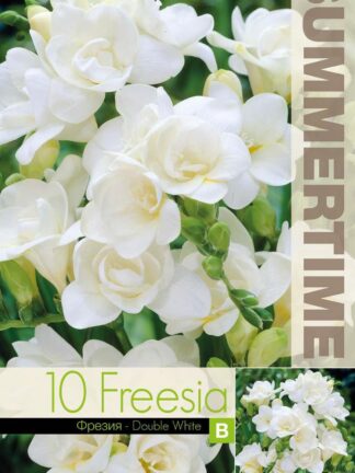 Freesia Double White - RB