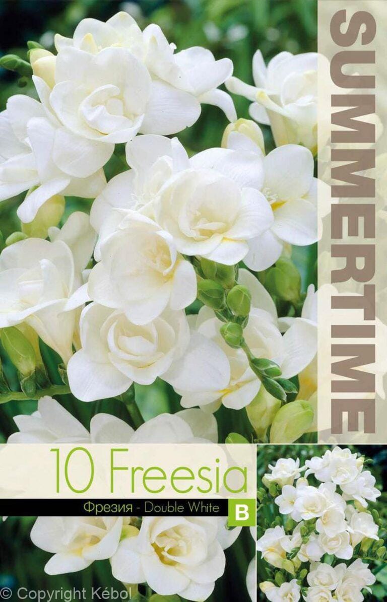 Freesia Double White - RB