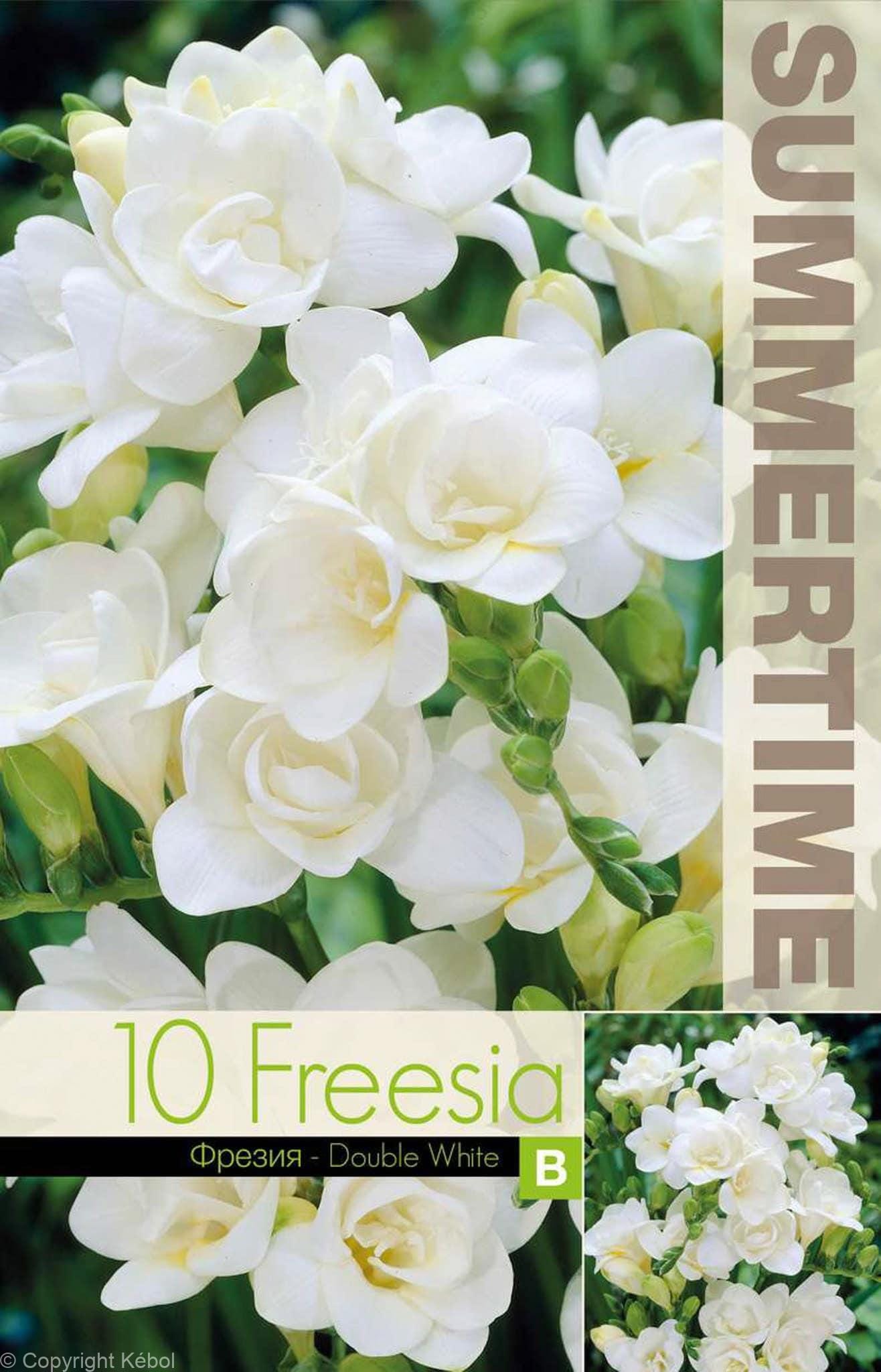 Freesia Double White - RB