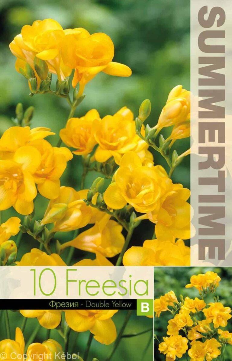 Freesia Double Yellow - RB