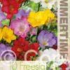 Freesia Single Mixed - RB
