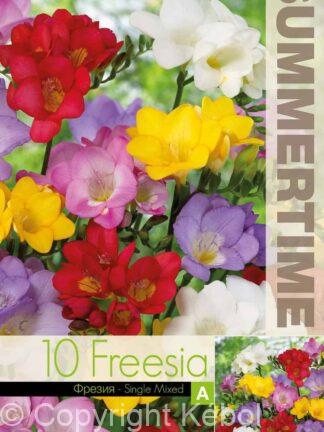 Freesia Single Mixed - RB
