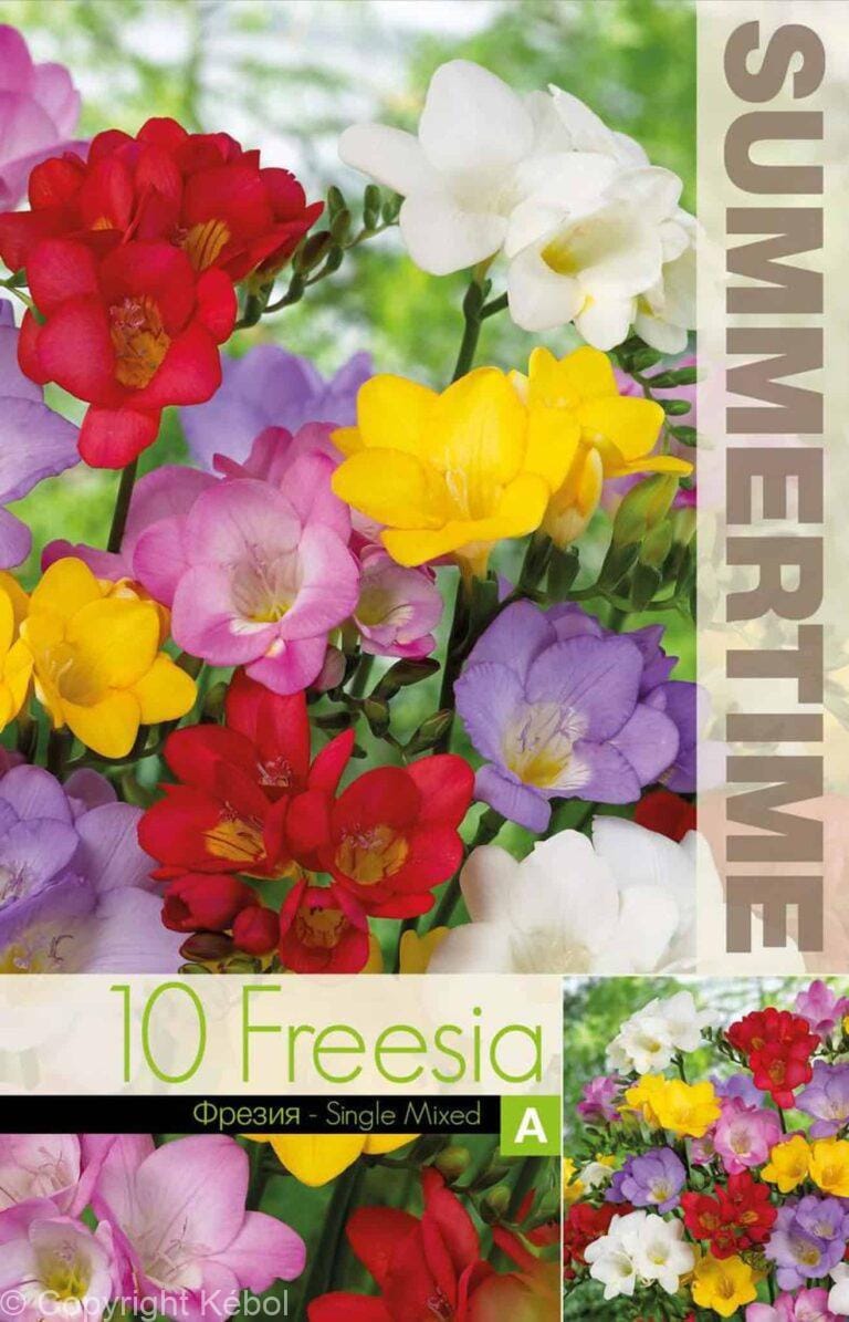 Freesia Single Mixed - RB