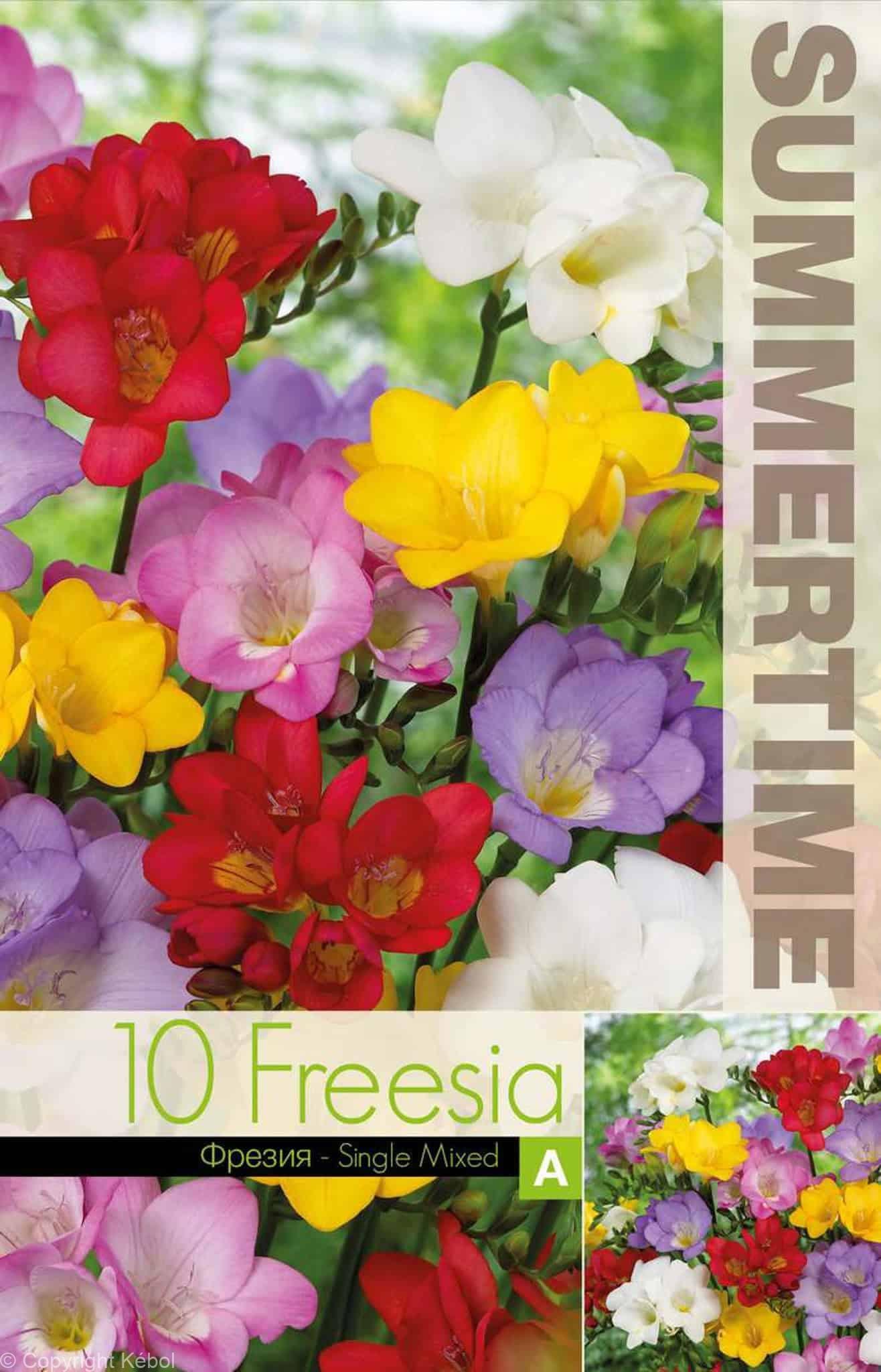 Freesia Single Mixed - RB