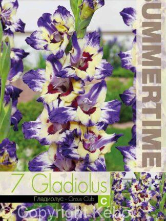Gladiolus Circus Club - RB