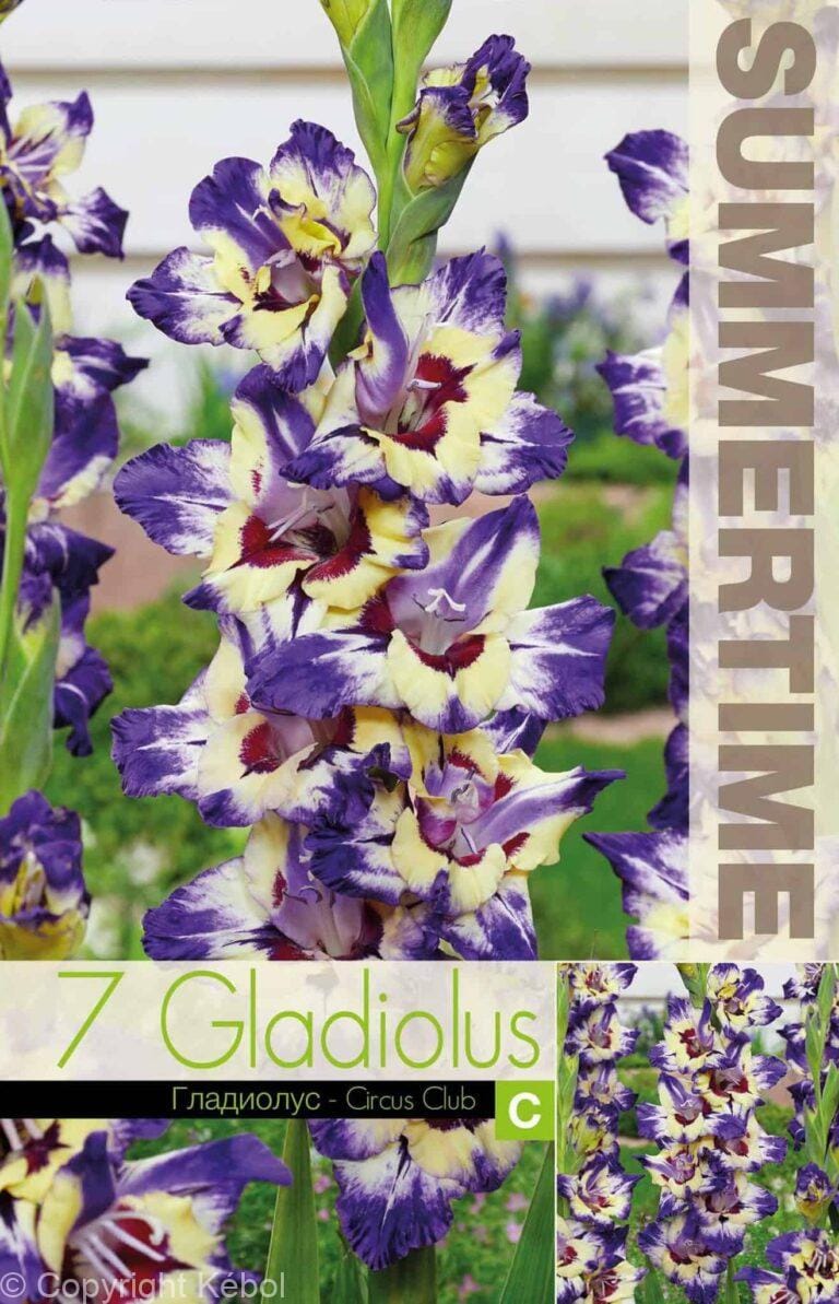 Gladiolus Circus Club - RB