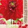 Dahlia All Directions - RB