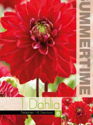 Dahlia All Directions - RB