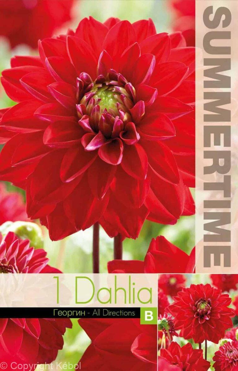 Dahlia All Directions - RB