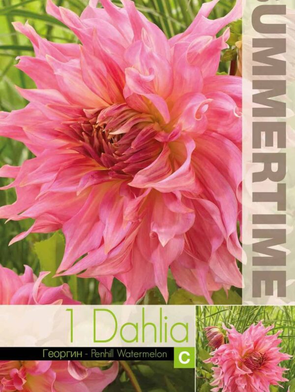 Dahlia Penhill Watermelon - RB