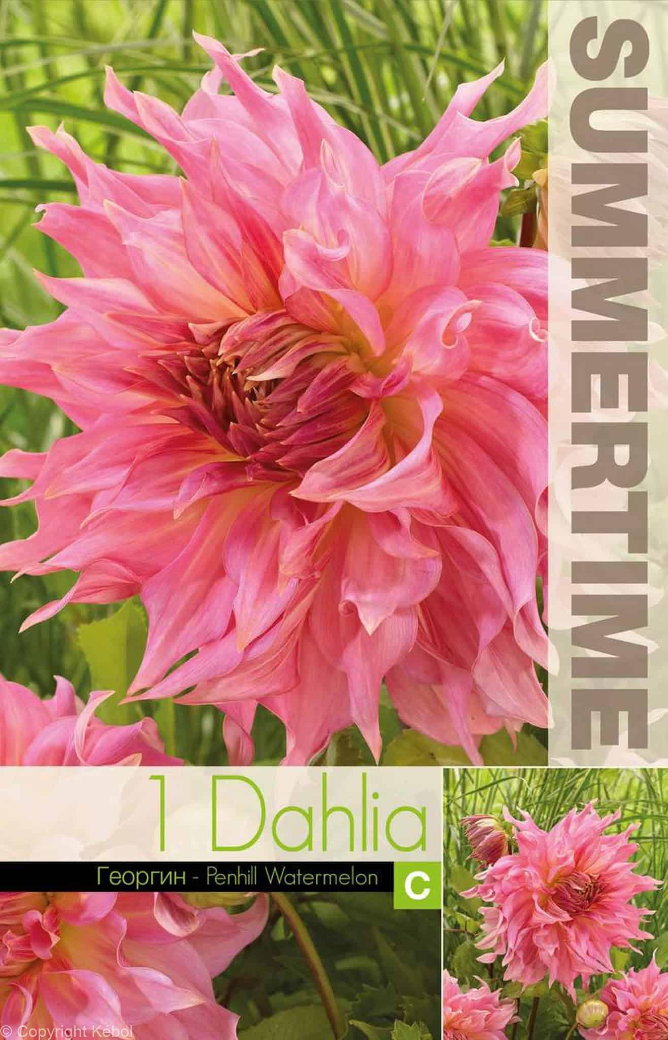 Dahlia Penhill Watermelon - RB