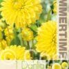 Dahlia Golden Torch - RB