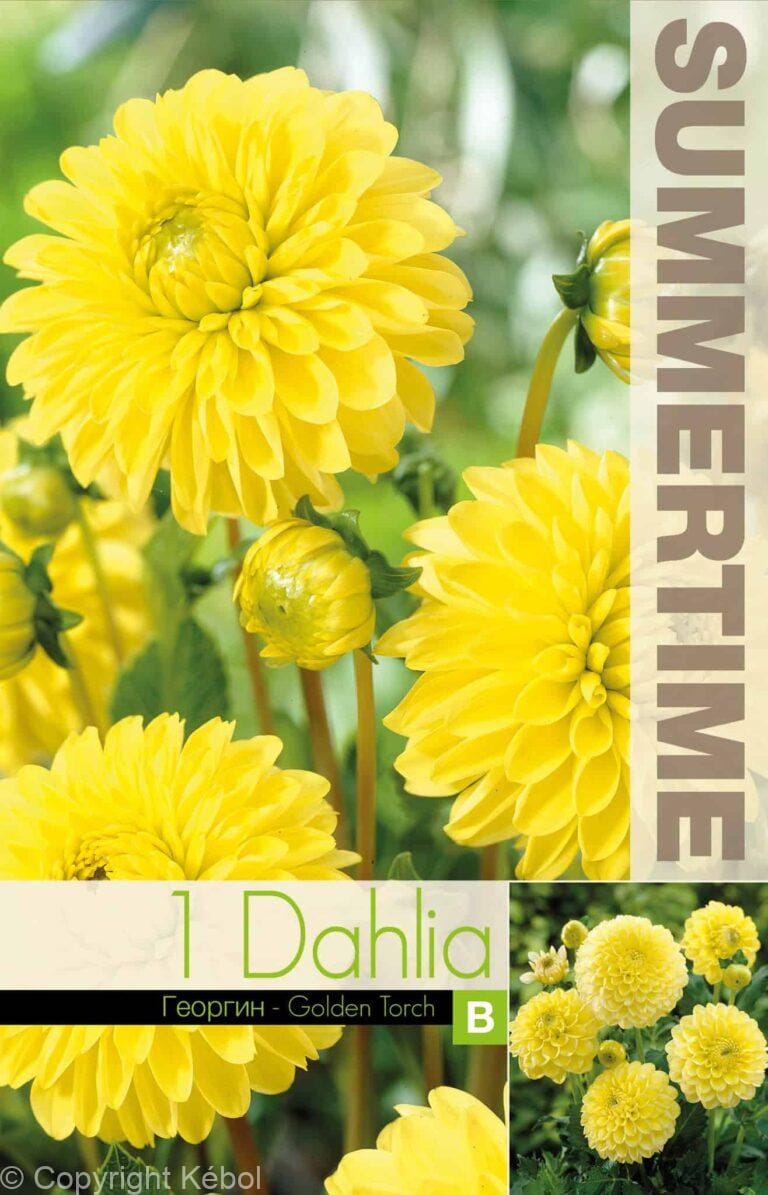 Dahlia Golden Torch - RB