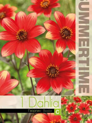 Dahlia Dahlegria Bicolor - RB