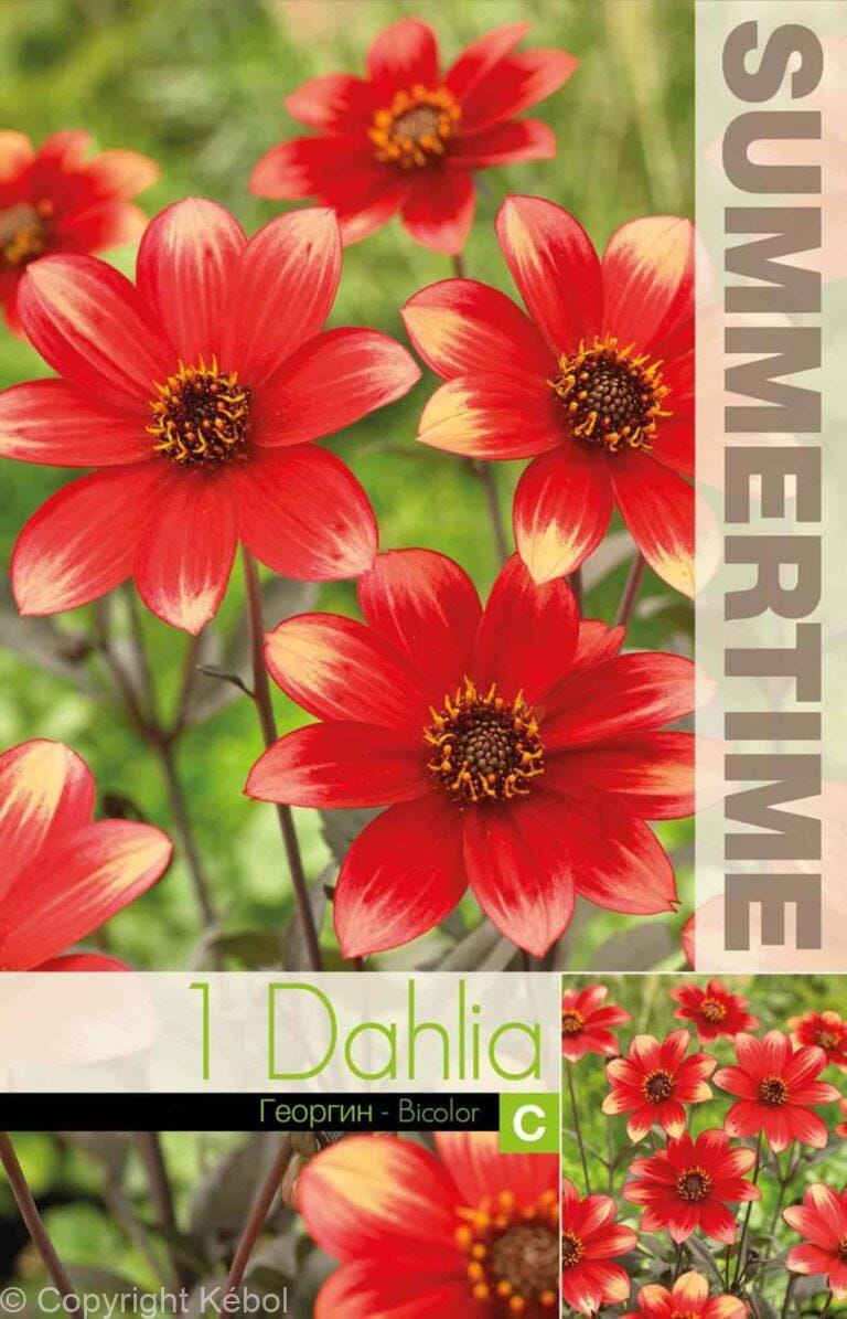 Dahlia Dahlegria Bicolor - RB