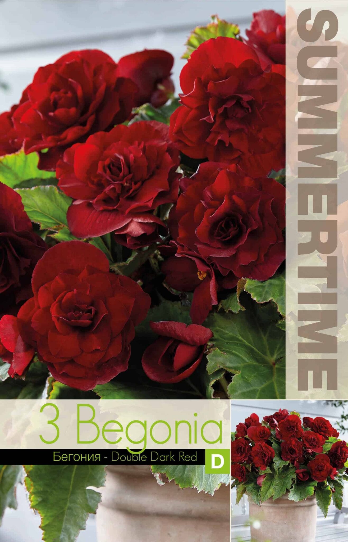 Begonia Double Dark Red - RB