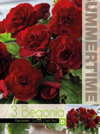 Begonia Double Dark Red - RB