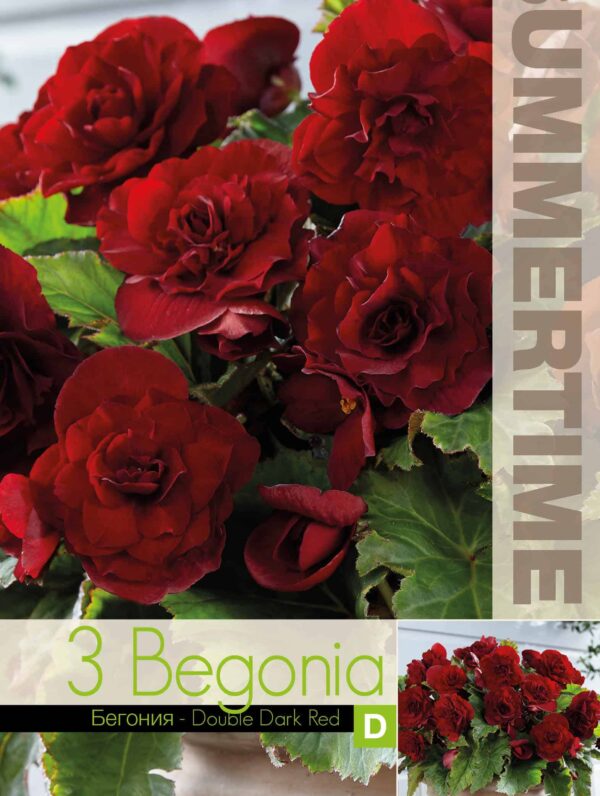 Begonia Double Dark Red - RB