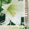 Lilium White Heaven - RB