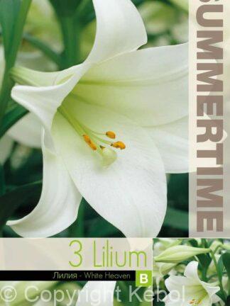 Lilium White Heaven - RB