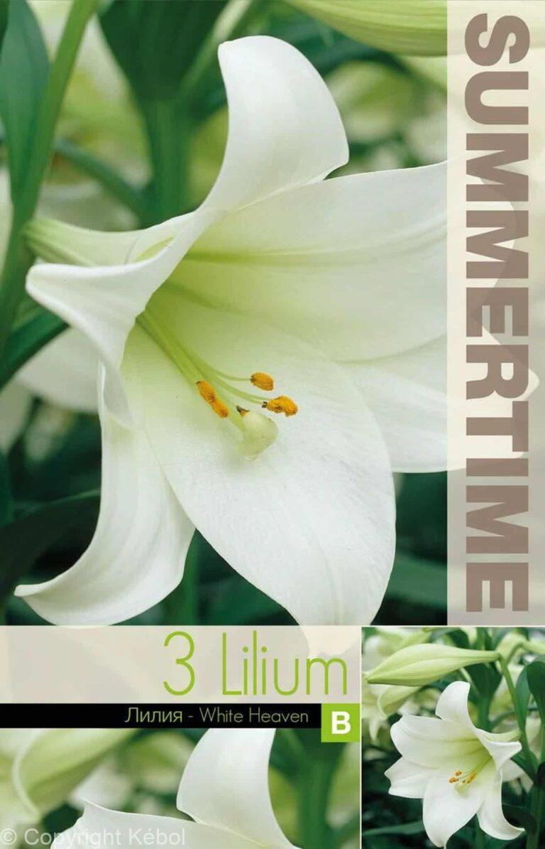 Lilium White Heaven - RB