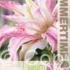 Lilium Broken Heart - RB