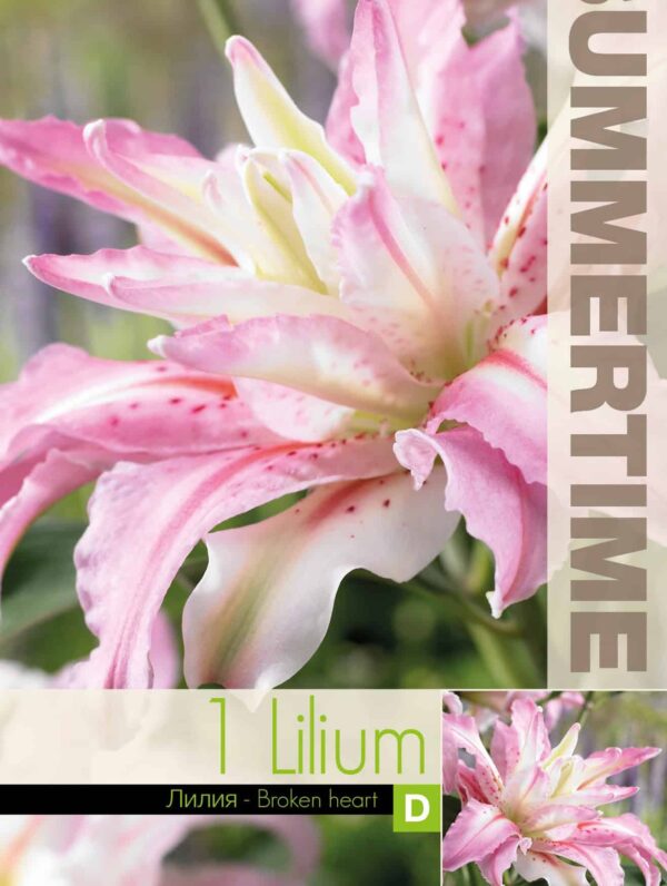 Lilium Broken Heart - RB