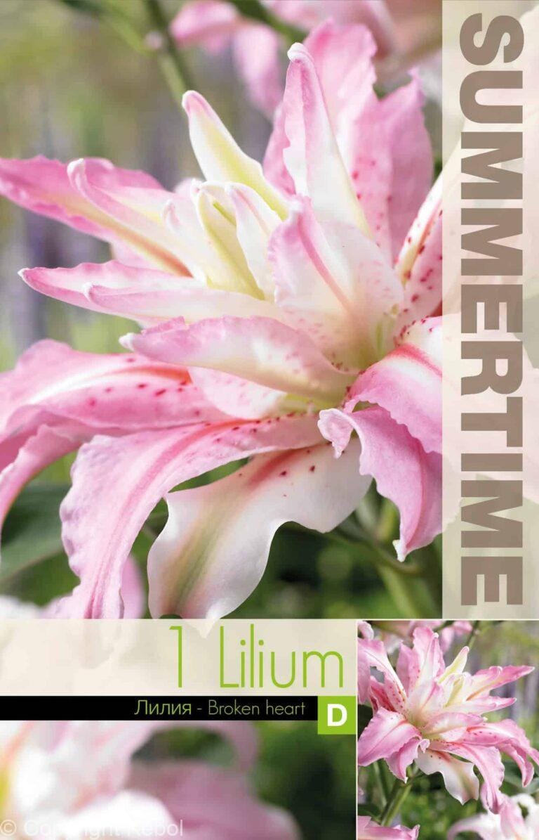 Lilium Broken Heart - RB