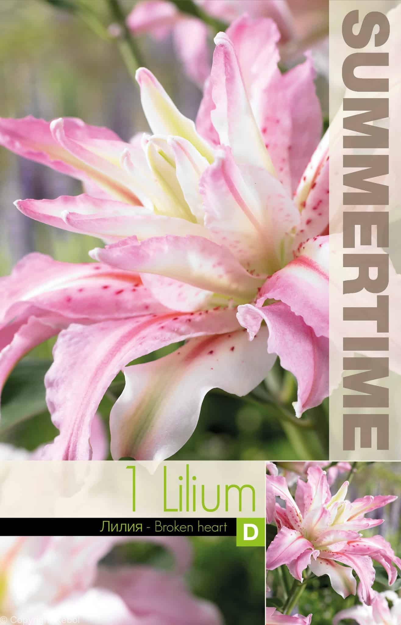 Lilium Broken Heart - RB