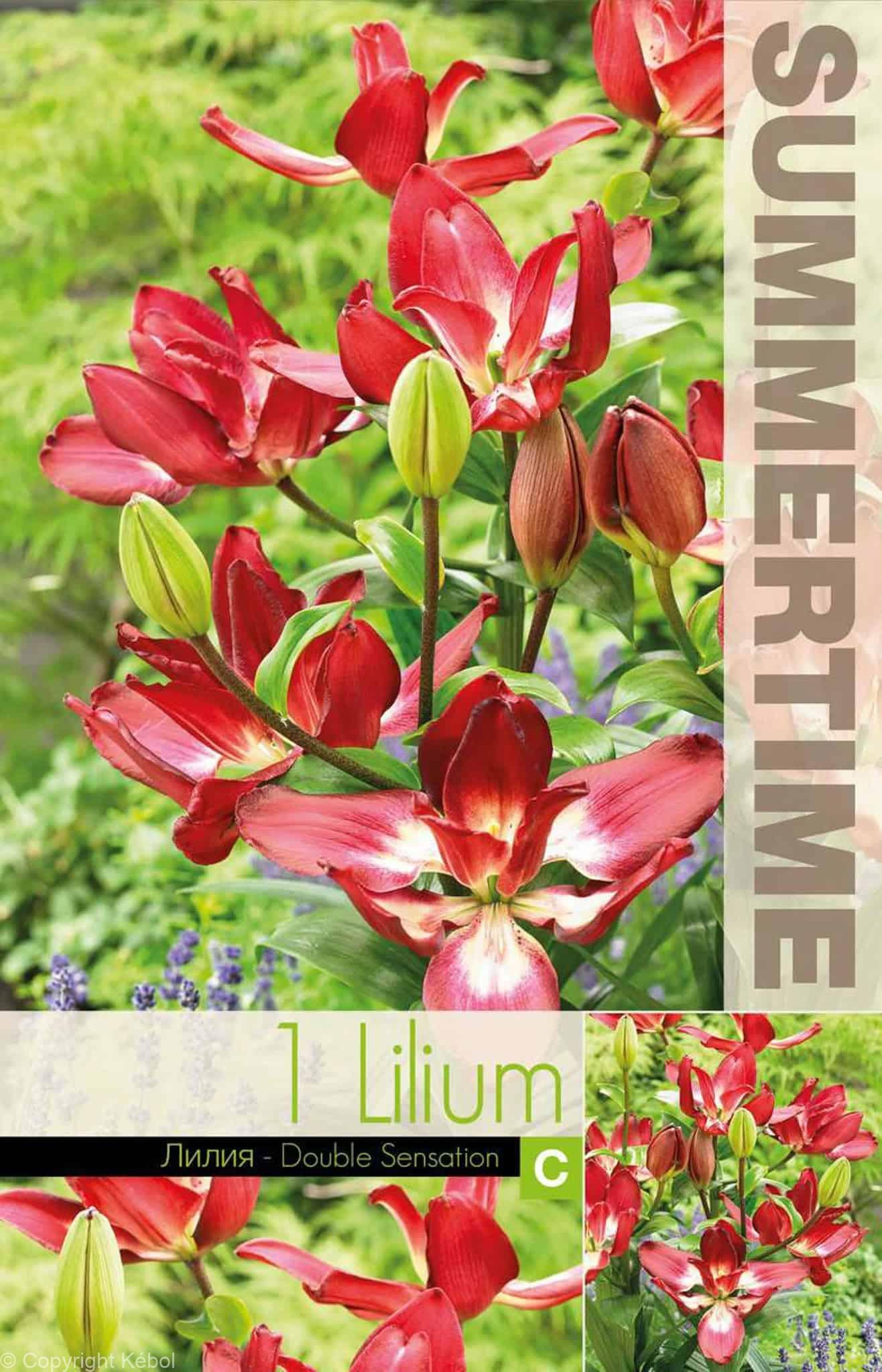 Lilium Magny Course - RB