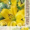Lilium Goldwing - RB