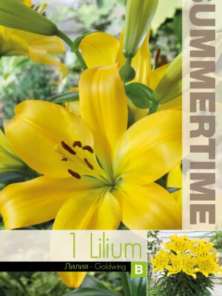 Lilium Goldwing - RB