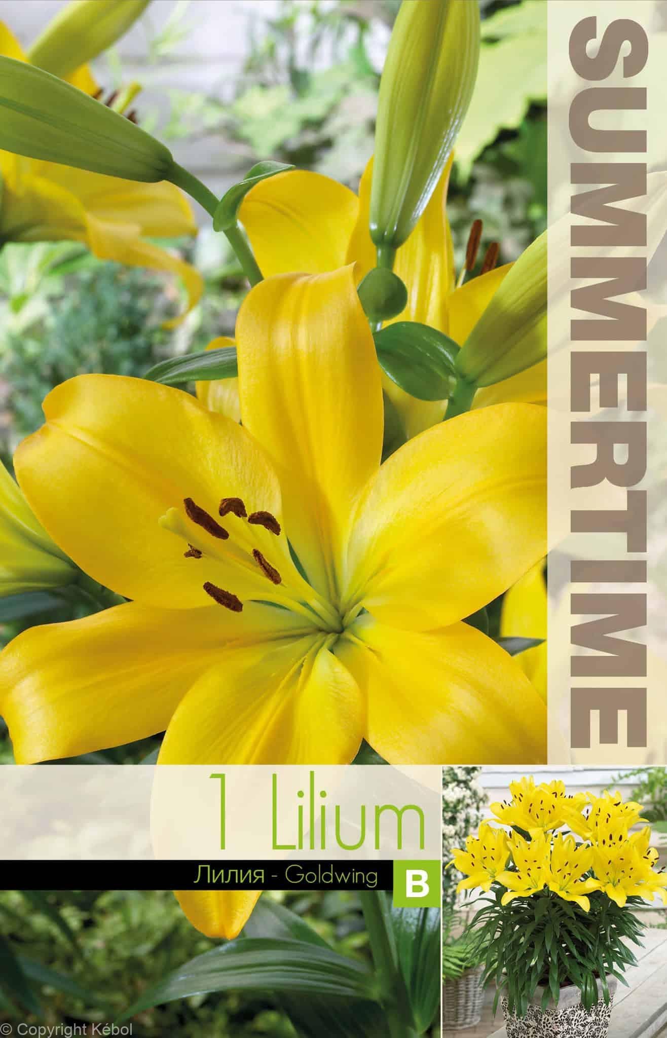 Lilium Goldwing - RB